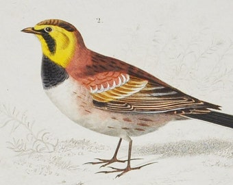 Horned Lark / Richard's Pipit - Hand-colored Original Antique Bird Print - Orbigny engraving from 1849 (anthus richardi, alauda alpestris)