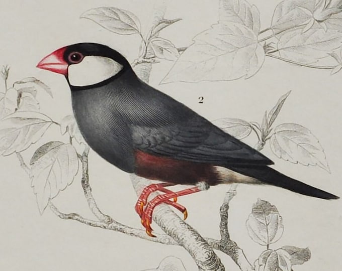 Java Sparrow / Red-Cheeked Cordonbleu  - Hand-colored Original Antique Bird Print - Orbigny engraving from 1849 (finch, rice, cordon-bleu)
