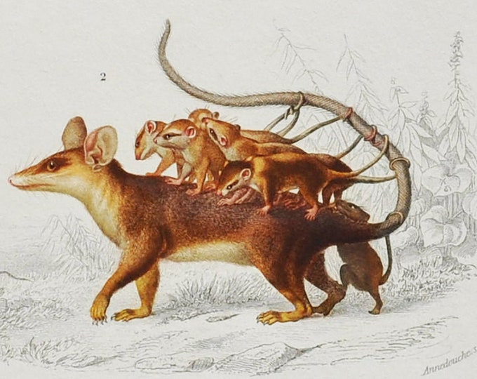 Opossum - Hand-colored Original Antique Animal Print - Orbigny engraving from 1849 (linnaeus's mouse, murine mouse, didelphimorphia)