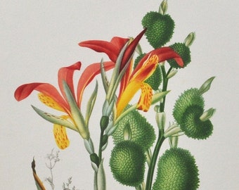 Canna Lily - Hand-colored Original Antique Botanical Print - Orbigny engraving 1849 (canna speciosa flower plant seed hook cannaceae tropic)