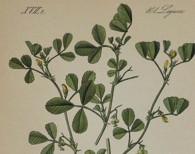 Round-Fruited Medick - Original Antique Botanical Print - Medicago marginata (medic, burclover) - Fabaceae - 1880's - flower / plant