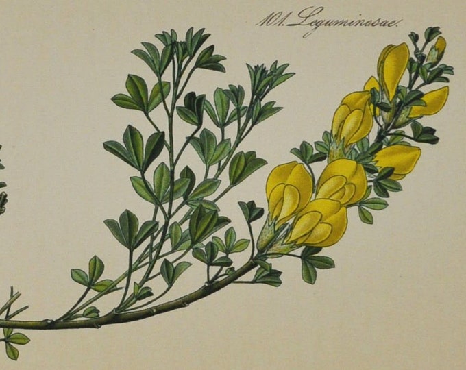 Twin-Flowered Cytisus - Original Antique Botanical Print - Cytisus ratisbonensis (broom) - Fabaceae - 1880's - flower / plant / shrub