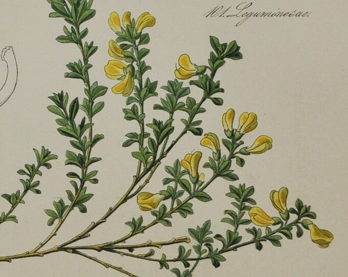 Hairy Greenweed or Silkyleaf - Original Antique Botanical Print - Genista pilosa - Fabaceae - 1880's (flower, plant, shrub, creeping broom)