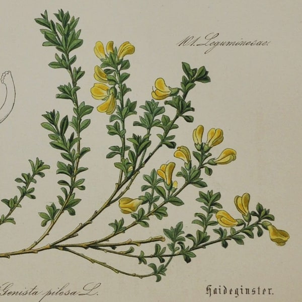 Greenweed peloso o foglie di seta - Stampa botanica antica originale - Genista pilosa - Fabaceae - anni '80 (fiore, pianta, arbusto, scopa strisciante)