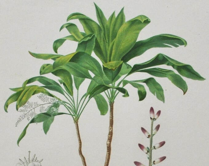 Dracaena - Hand-colored Original Antique Botanical Print - Orbigny engraving 1849 (dracaena brasiliensis tree shrub green plant flower seed)