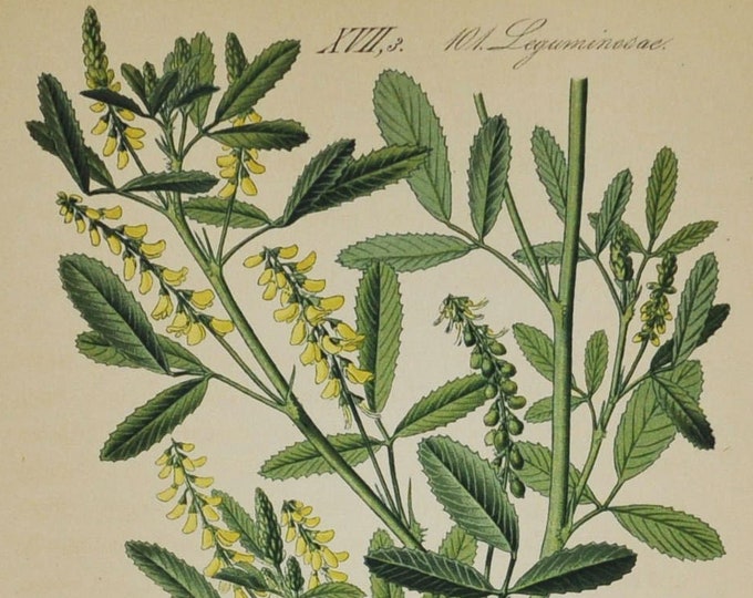 Melilotus Dentatus - Original Antique Botanical Print (melilot, sweet clover, kumoniga) - Fabaceae - 1880's - flower / plant / coumarin