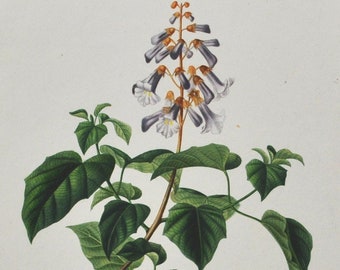 Paulownia - Hand-colored Original Antique Botanical Print - Orbigny engraving from 1849 (imperialis plant flower white purple china japan)
