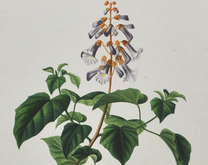Paulownia - Hand-colored Original Antique Botanical Print - Orbigny engraving from 1849 (imperialis plant flower white purple china japan)