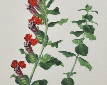 Mexican Cuphea - Hand-colored Original Antique Botanical Print - Orbigny engraving from 1849 (cuphea miniata flower red bat faced vermillion