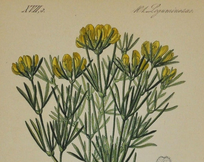 Cytisus holopetalus - Original Antique Botanical Print - Fabaceae - 1880's - flower / plant / shrub / garden / legume / pea / yellow / broom