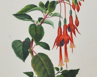 Fuchsia - Hand-colored Original Antique Botanical Print - Orbigny engraving from 1849 (fuchsia gracilis plant flower tree red purple garden)