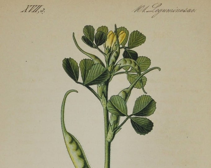 Trigonella gladiata - Original Antique Botanical Print (fenugreek) - Fabaceae - 1880's - flower / plant / garden / herb