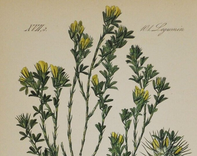 Restharrow or Harrow - Original Antique Botanical Print - Ononis columnae - Fabaceae - 1880's - flower / plant / herb / shrub / legume / oil