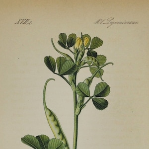 Trigonella gladiata - Original Antiker Botanischer Druck (Leinenhornklee) - Fabaceae - 1880er Jahre - Blume / Pflanze / Garten / Kräuter