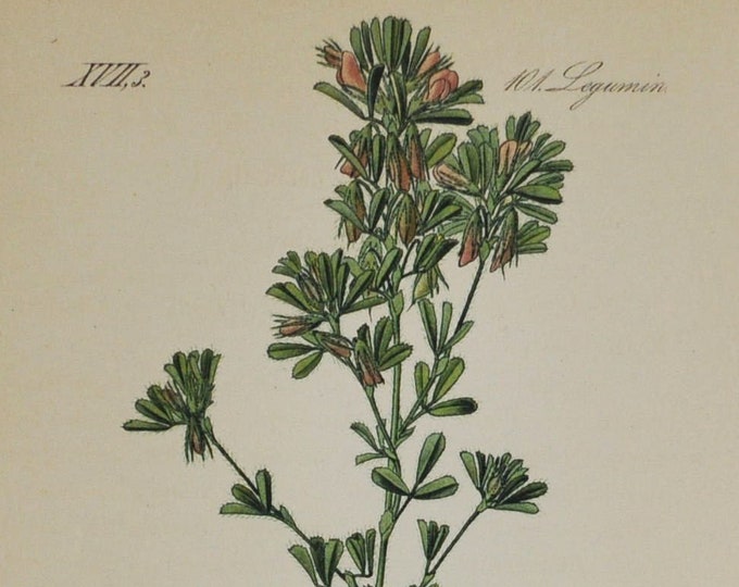 Small Restharrow - Original Antique Botanical Print - Ononis reclinata - Fabaceae - 1880's - flower / plant / herb / shrub / legume / harrow