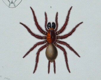 Black Tunnelweb / Spitting Spider - Hand-colored Original Antique Arachnid Print - Orbigny engraving 1849 (mygale quoyi, scytodes thoracica)