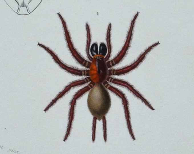 Black Tunnelweb / Spitting Spider - Hand-colored Original Antique Arachnid Print - Orbigny engraving 1849 (mygale quoyi, scytodes thoracica)