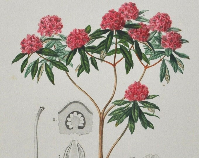 Rhododendron - Hand-colored Original Antique Botanical Print - Orbigny engraving from 1849 (arboreum tree pink green garden burans gurans)