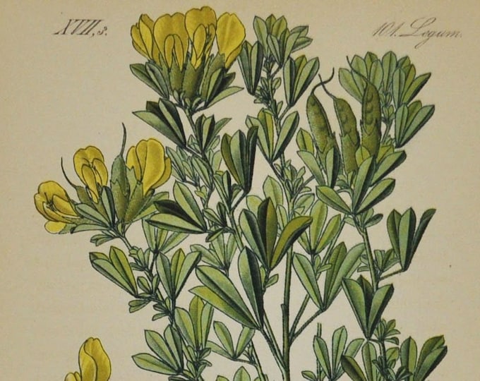 Cytisus austriacus - Original Antique Botanical Print - Fabaceae - 1880's - flower / plant / shrub / garden / legume / yellow / pea / broom