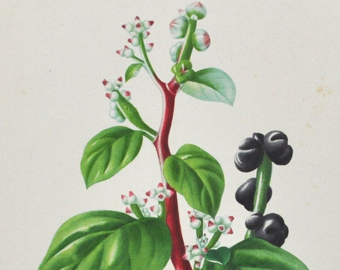 Vine Spinach - Hand-colored Original Antique Botanical Print - Orbigny engraving from 1849 (basella rubra Malabar Ceylon plant flower leaf)