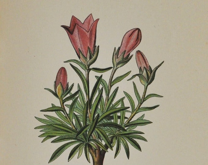 Rock Bells or Grassy Bells - Original Antique Botanical Print - Edraianthus kitaibelii - Campanulaceae - 1880's - flower / plant / garden
