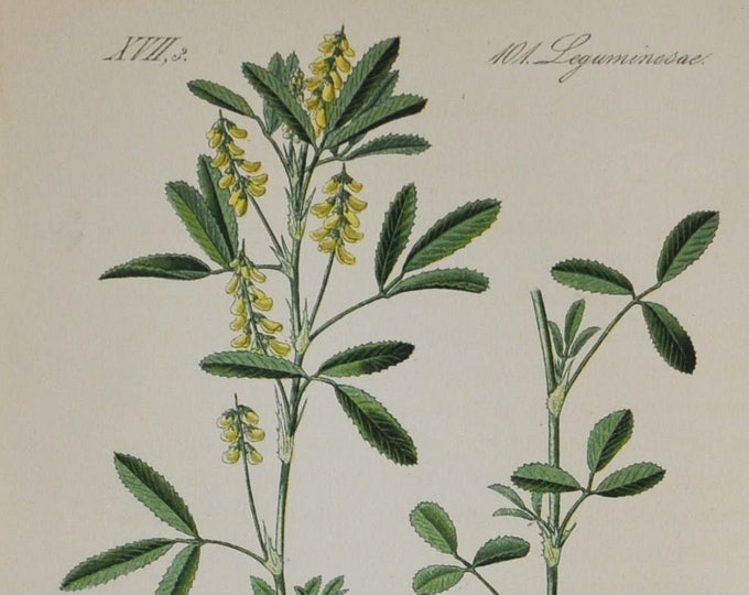 Mediterranean Sweet Clover - Original Antique Botanical Print - Melilotus sulcatus (furrowed melilot) - Fabaceae - 1880's - flower / plant