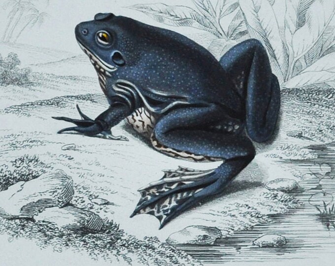 Shrinking Frog / Black-Spotted Casque-Headed Tree Frog - Hand-colored Original Antique Reptile Print - Orbigny engraving from 1849 (tadpole)