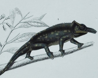 Chameleon / Water Monitor - Hand-colored Original Antique Reptile Print - Orbigny engraving from 1849 (amphibian chamaeleo varanus lizard)