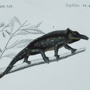 May include: A vintage illustration of two reptiles. The top image shows a chameleon with a long snout, perched on a branch. The bottom image shows a lizard with a long tail, lying on the ground. The text below the images reads "Ordre des CAMELEONIENS. 1. Caméléon à nez foucheu (Chamaeleo bifidus, Bonn. 1782.) SAURIENS VARANIENS. 2. Varan à deux bandes (Varanus bivittatus, Dum. & Bibr. 1836.)"