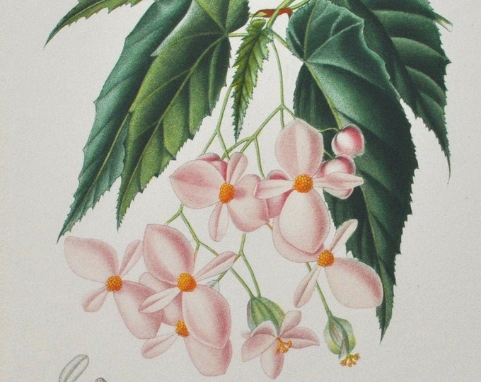 Begonia - Hand-colored Original Antique Botanical Print - Orbigny engraving from 1849 (begonia incarnata pink flower plant brazil perennial)