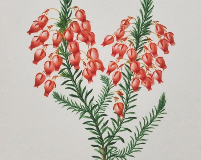 Glowing Heath - Hand-colored Original Antique Botanical Print - Orbigny engraving from 1849 (Erica ardens flower plant red green garden wild