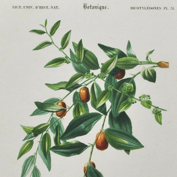 Jujube - Imprimé botanique antique original de couleur main - Gravure d’Orbigny de 1849 (zizyphus vulgaris rouge date de pommier chinois)