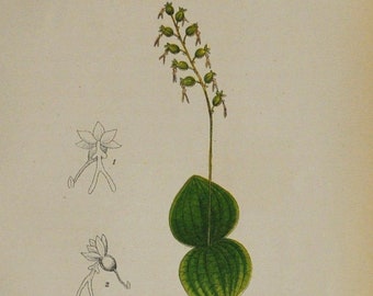 Lesser Twayblade Orchid or Heartleaf Twayblade - Listera cordata, Neottia cordata - Original Antique Botanical Print 1880s,orchidaceae,plant