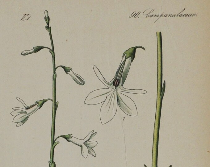 Water Lobelia - Original Antique Botanical Print - Lobelia dortmanna L. (Dortmann's cardinalflower / cardinal flower) - 1880's - aquarium