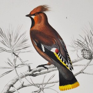 Ampelis europeo / Pájaro jardinero regente - Grabado original de aves coloreado a mano - Grabado de Orbigny de 1849 (Bombycilla Garrula, Sericulus)