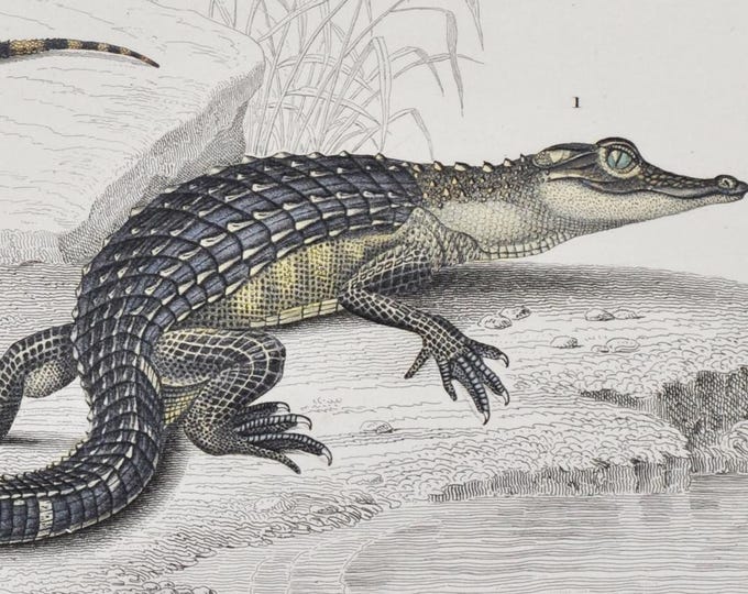 American Alligator / Wall Gecko - Hand-colored Original Antique Reptile Print - Orbigny engraving from 1849 (amphibian lucius platydactylus)