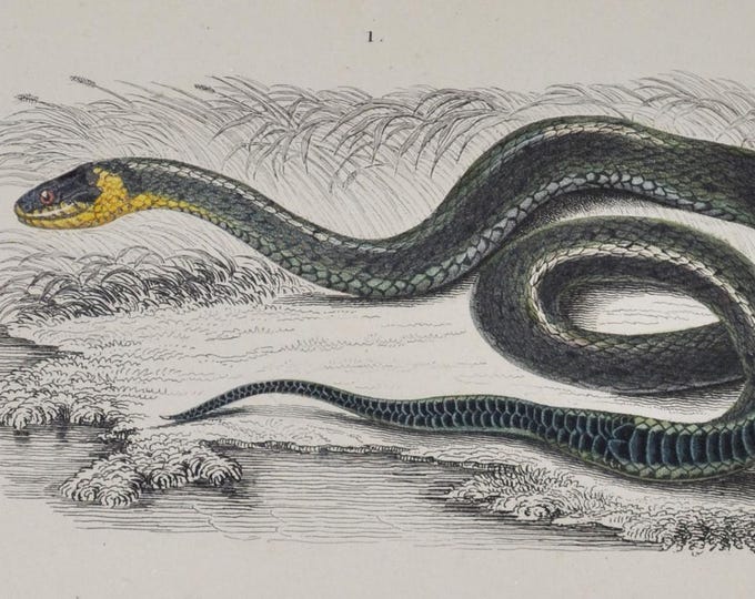Grass Snake / Green Vine Snake - Hand-colored Original Antique Reptile Print - Orbigny engraving from 1849 (tropidonotus, dryinus nasutus)