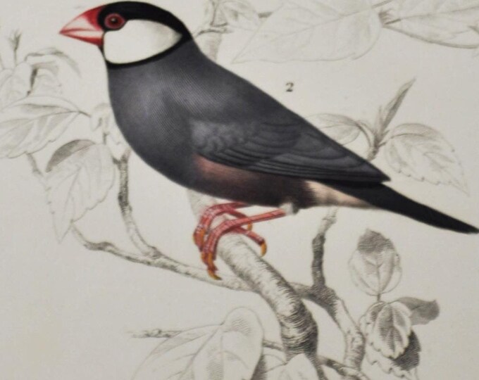 Java Sparrow / Red-Cheeked Cordonbleu  - Hand-colored Original Antique Bird Print - Orbigny engraving from 1849 (finch, rice, cordon-bleu)