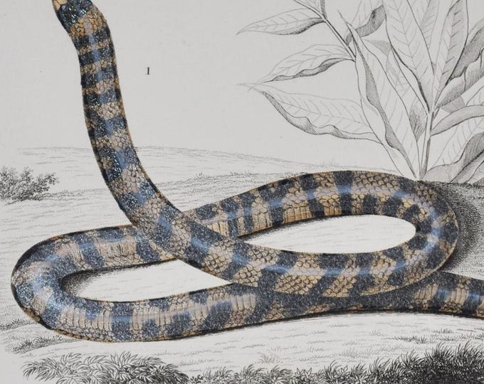 Anilius / Slug Eater - Hand-colored Original Antique Reptile Print - Orbigny engraving from 1849 (snake, venom, Tortrix Scytale, Homalosoma)