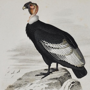 Andean Condor / Eurasian Eagle Owl - Hand-colored Original Antique Bird Print - Orbigny engraving from 1849 (Vultur gryphus, Bubo bubo)