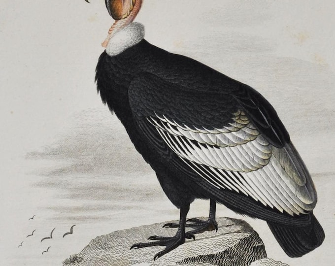 Andean Condor / Eurasian Eagle Owl - Hand-colored Original Antique Bird Print - Orbigny engraving from 1849 (Vultur gryphus, Bubo bubo)