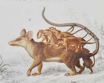 Opossum - Hand-colored Original Antique Animal Print - Orbigny engraving from 1849 (linnaeus's mouse, murine mouse, didelphimorphia)
