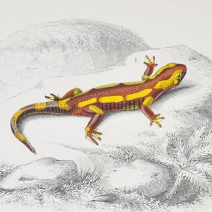 May include: Vintage print with two salamander illustrations. The top salamander is yellow and brown, the bottom one is blue and grey. The print includes scientific text and is on a cream-coloured background.