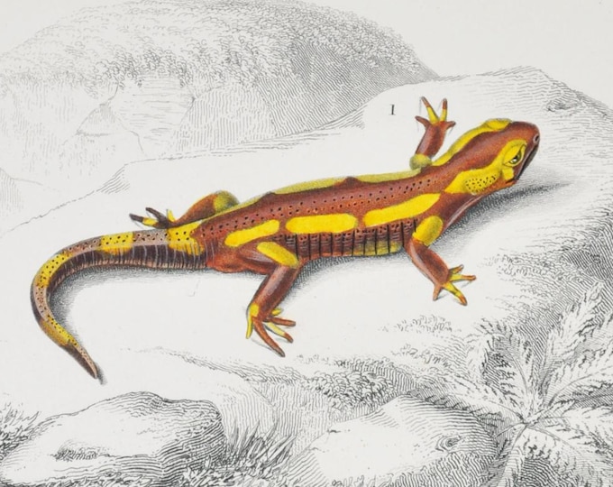 Fire Salamander / Hellbender - Hand-colored Original Antique Reptile Print - Orbigny engraving from 1849 (amphibian, giant, pet, salamandra)