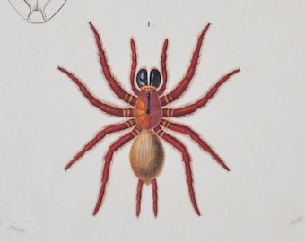 Black Tunnelweb / Spitting Spider - Hand-colored Original Antique Arachnid Print - Orbigny engraving 1849 (mygale quoyi, scytodes thoracica)