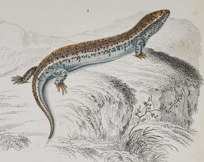 Ocellated Skink / Glass-Snake - Hand-colored Original Antique Reptile Print - Orbigny engraving from 1849 (amphibian Chalcides pseudopus)