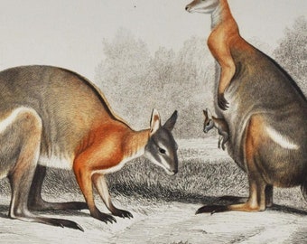 Grey Kangaroo - Hand-colored Original Antique Animal Print - Orbigny engraving from 1849 (marsupials, australia, macropods, macropus)