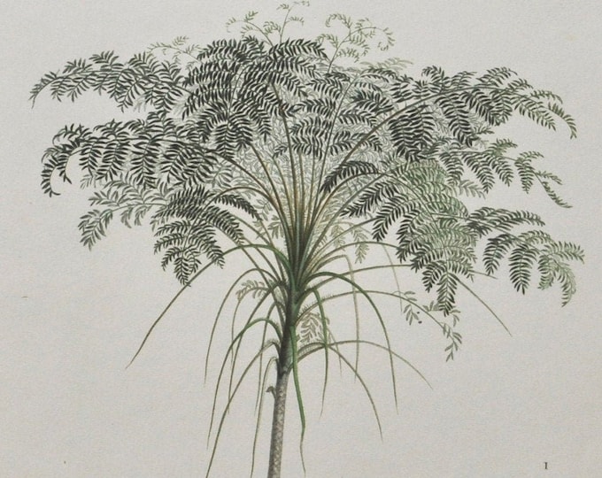 Tree Fern - Hand-colored Original Antique Botanical Print - Orbigny engraving 1849 (trichipteris excelsa, cyatheales, green stems leaves)