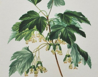 Italian Maple - Hand-colored Original Antique Botanical Print - Orbigny engraving from 1849 (acer opulifolium opalus plant flower tree seed)