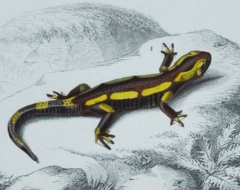 Fire Salamander / Hellbender - Hand-colored Original Antique Reptile Print - Orbigny engraving from 1849 (amphibian, giant, pet, salamandra)